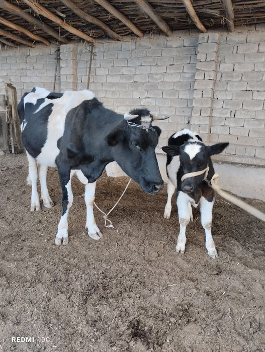 Gallan birinchi tuğishi