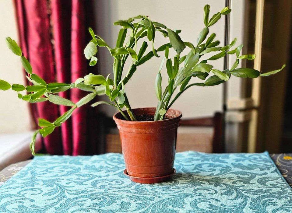 Продаётся декабрист.