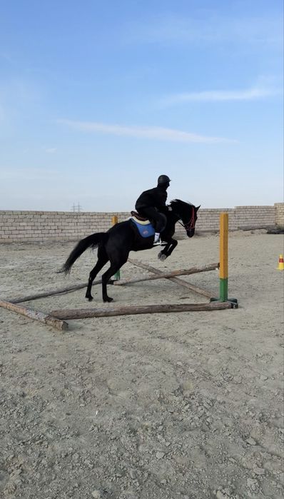 Кобыла ЧК 6 лет