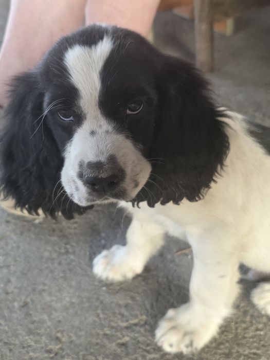 Спаниели от рабочих собак