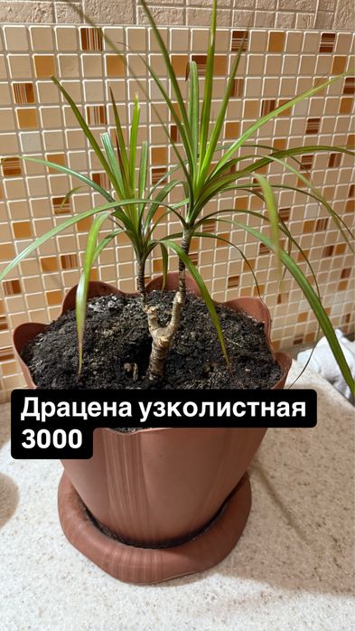 Домашние растения