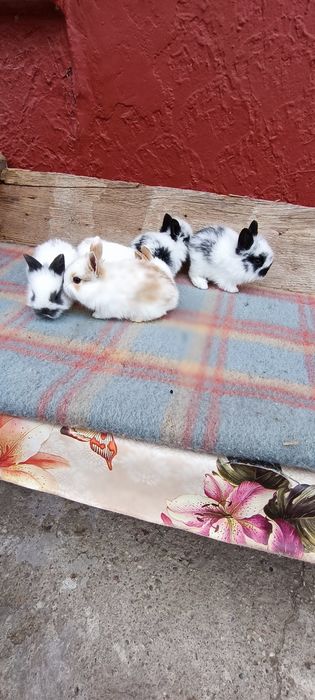 Iepurași cap de leu pitic mini