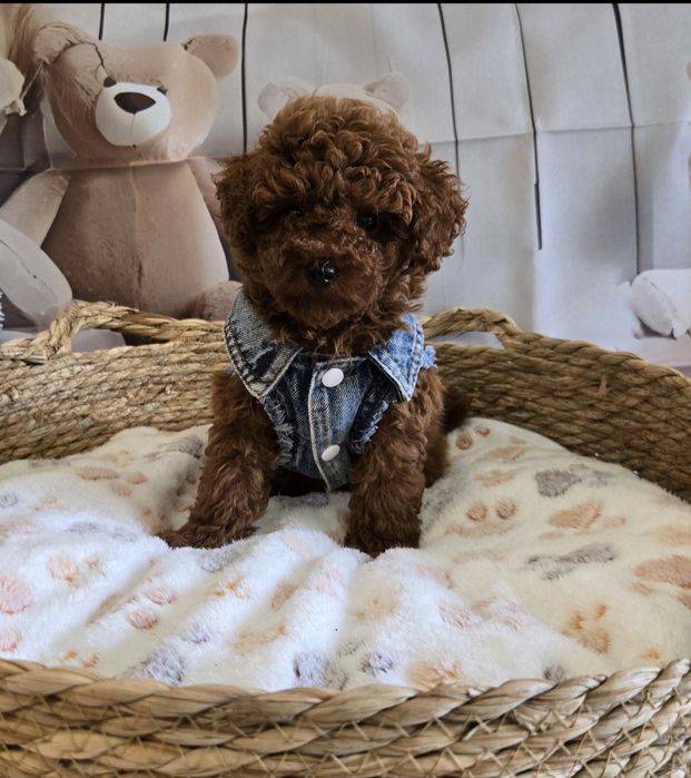 Пудел тийкъп/ Пудел той poodle с родословие момче red braun