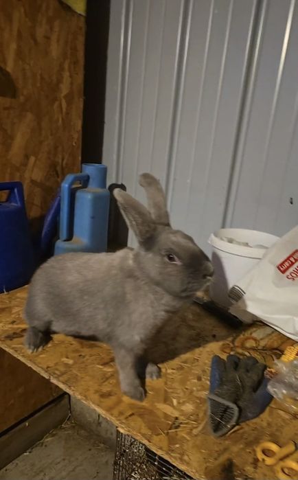 Vand iepuri secuiesc salander albastru!