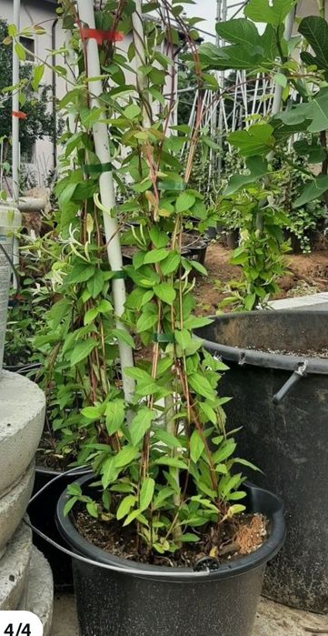 Mana Maicii Domnului,  Linocera caprifoium , caprifoi