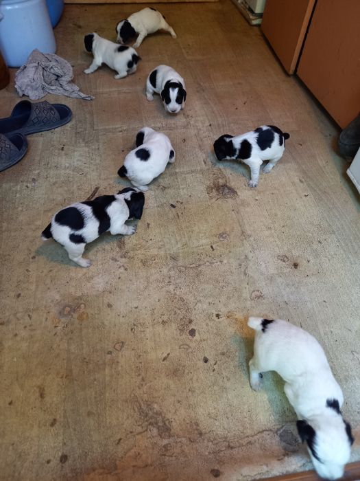 Щенки русский спаниэль