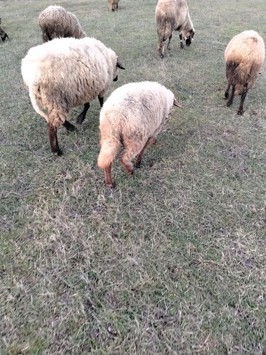 Vând Oi și Carabase și Suffoik și miei și Berbec  și Capre și iezi și