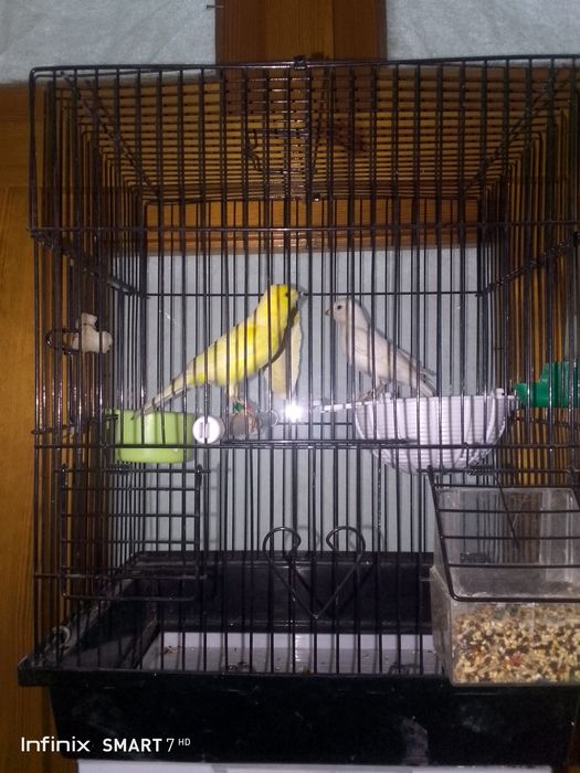 Канарейка сотилади нар мода