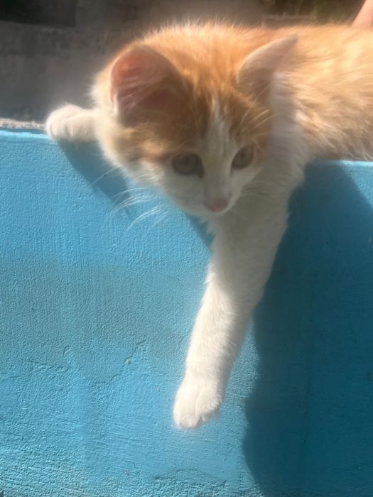 Рыжий дачный котенок