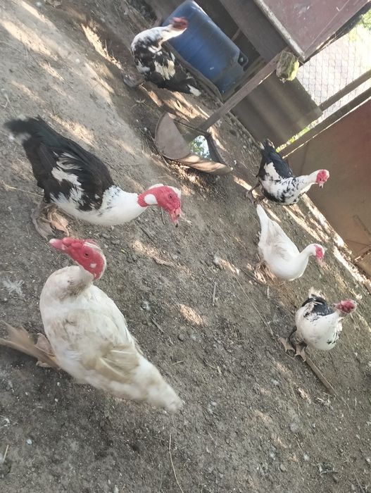 Rațe de vanzare