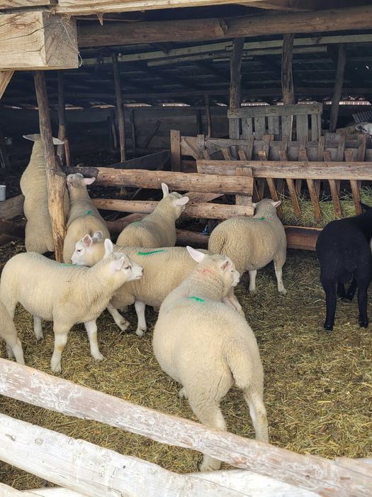 Vand berbecuti si mielute Texel de prasila line Marea Britanie
