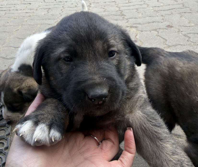 3 catelusi spre adoptie