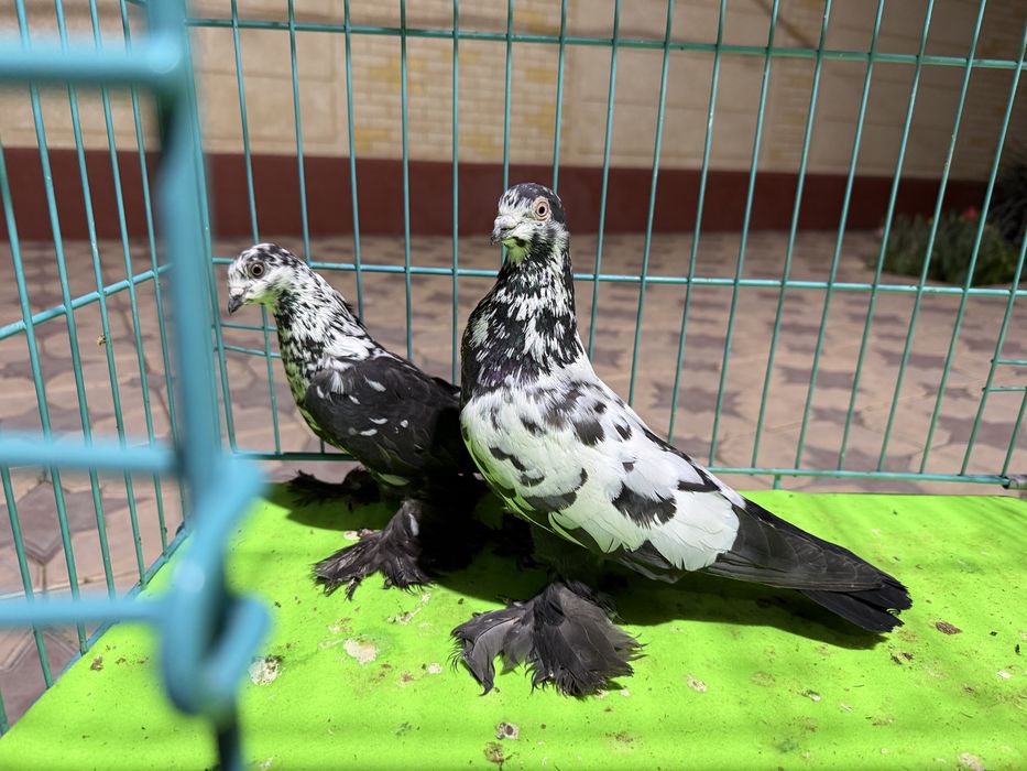 Голуби пара сочей