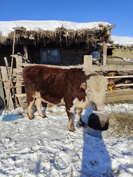 Семіз ақбас Бұқа/Бука/Бык Мал Қызыл қасқа