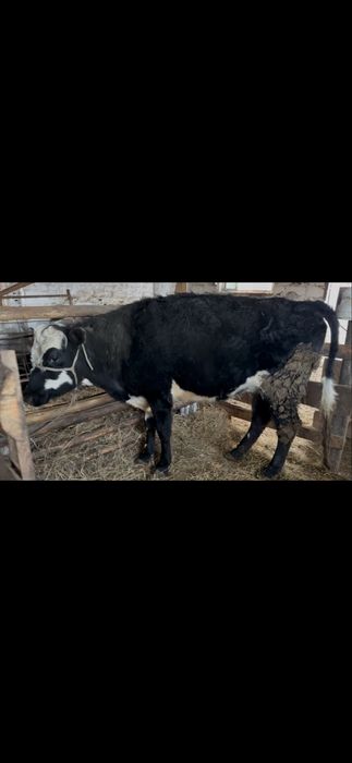 Продам корову стоит на откорме