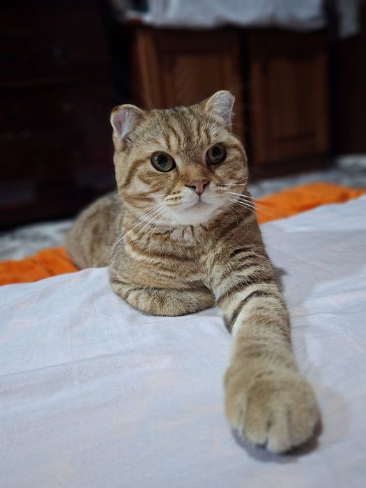 Мушук сотилади эркак