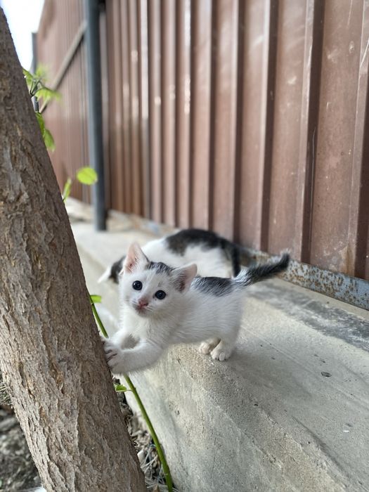 Отдам котят в хорошие ручки