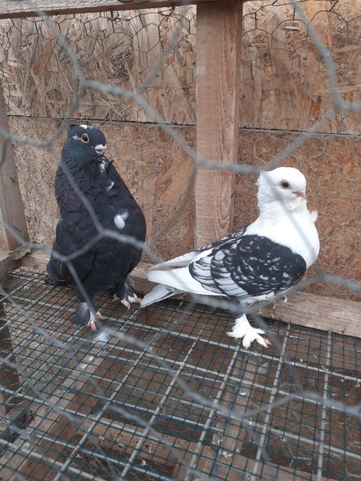 Vând porumbei Satineți