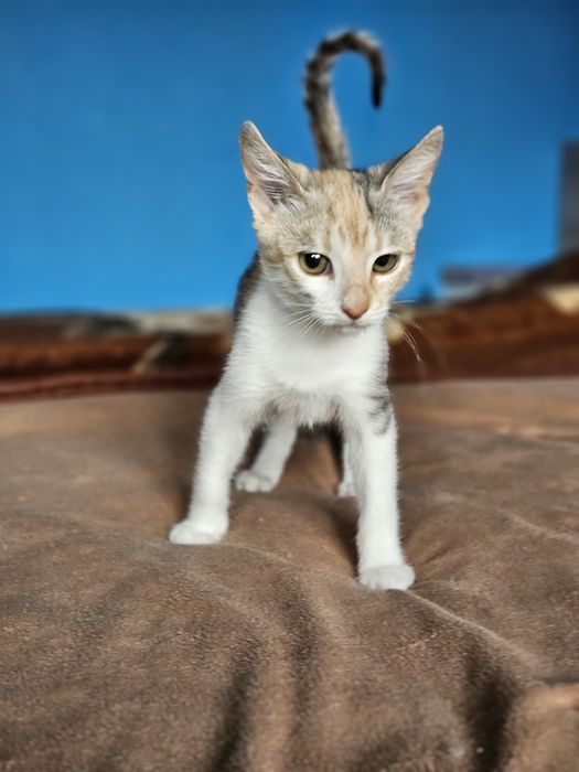 Kali, Simba si Vampi vor acasa