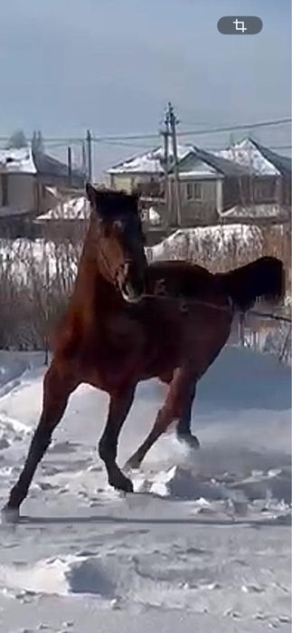 Англ Араб 4 жасар