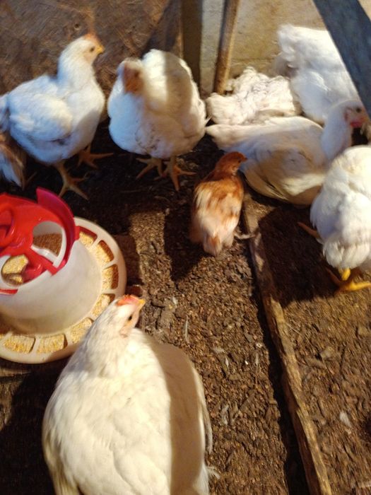 Pui albi și cocoși din primăvară