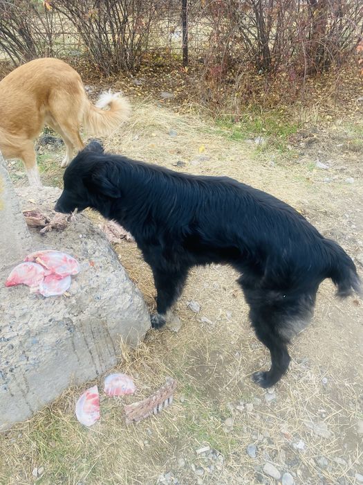 В добрые руки пристраиваю