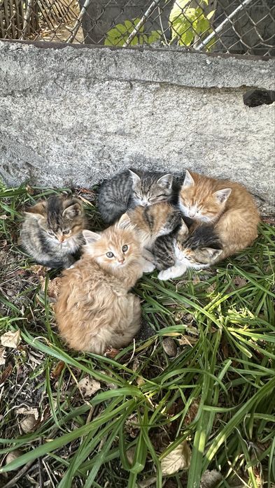 Отдам котят в добрые руки