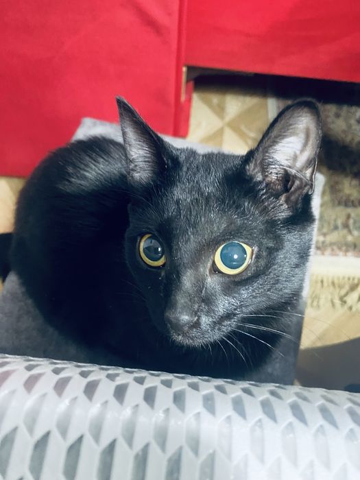 Потерялся котенок