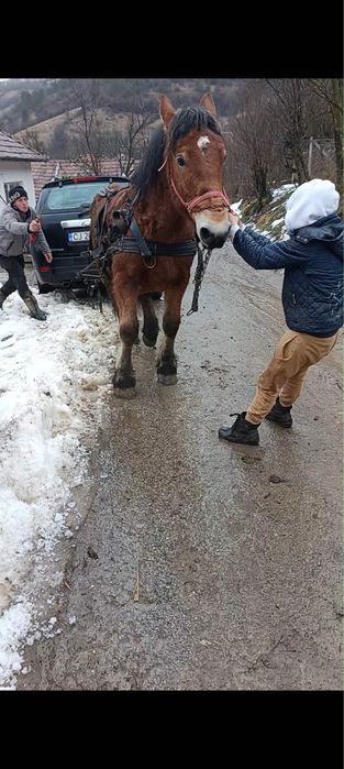 Vand  doi manji si o iapa