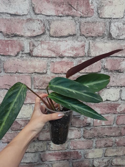 комнатные цветочки