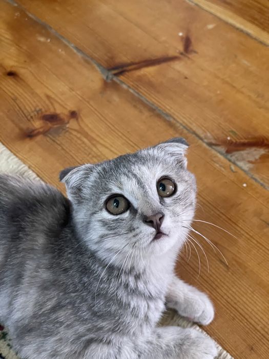 Шотландский вислоухий котенок