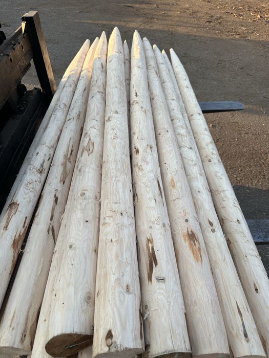 Ритловици иглолистни (чам)