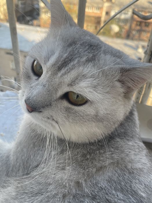 Продаются котята турецкие ангорки , с разными глазами