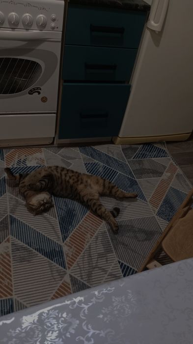 Вязка ,кот шотландец,вислоухий