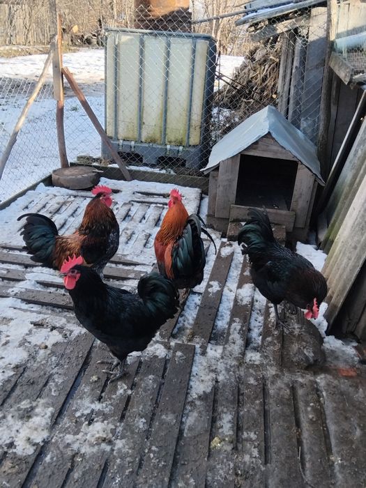 Vând cocosi de rasa!