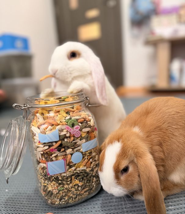 2 Mini lop iepuri femele