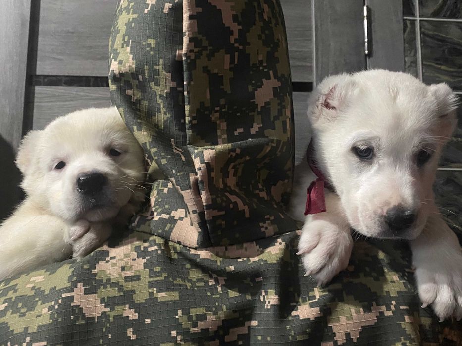 белые щенки алабая запись