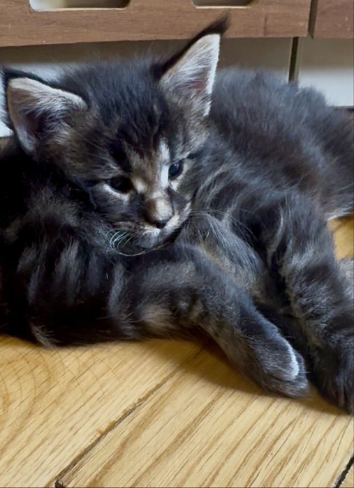 Maine Coon cu pedigree