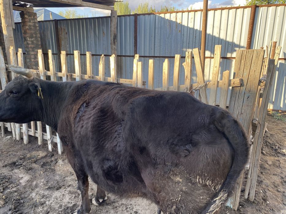 Семіз сиыр сатылады