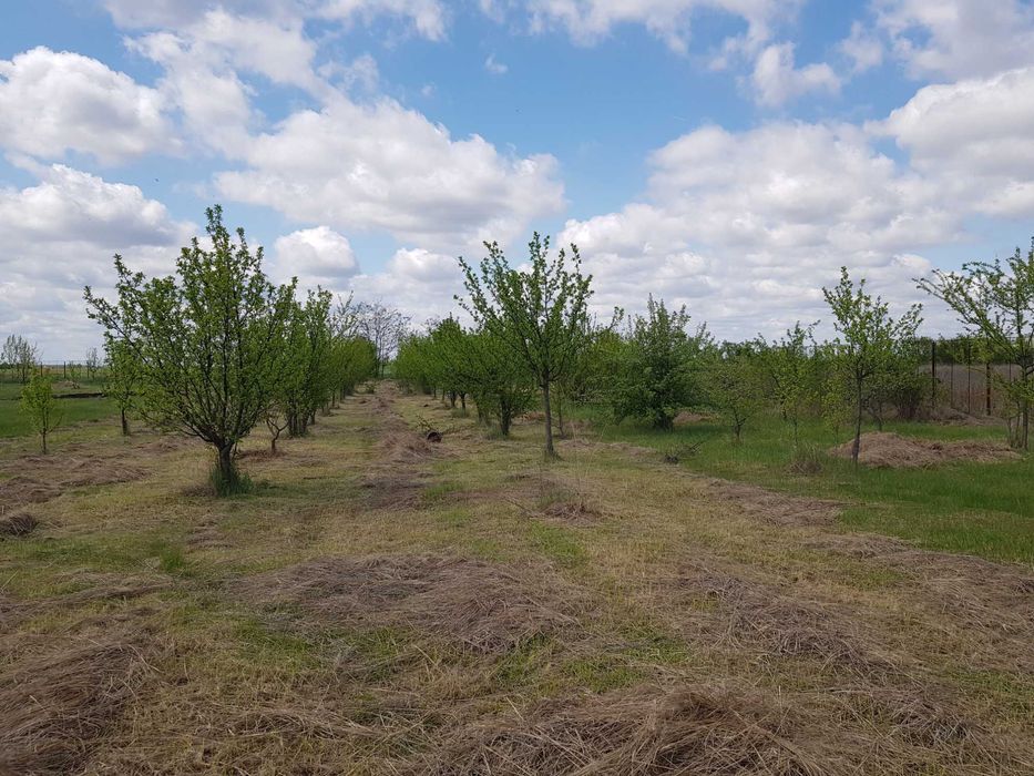 VISUL TĂU LA ȚARĂ, LA DOAR 60 KM DE BUCUREȘTI! Teren intravilan 8402 mp + CASĂ 50 mp în Jugureni, Uliești – Paradis accesibil!