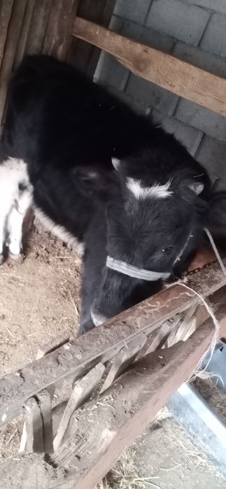 Тана сатылады ургашы