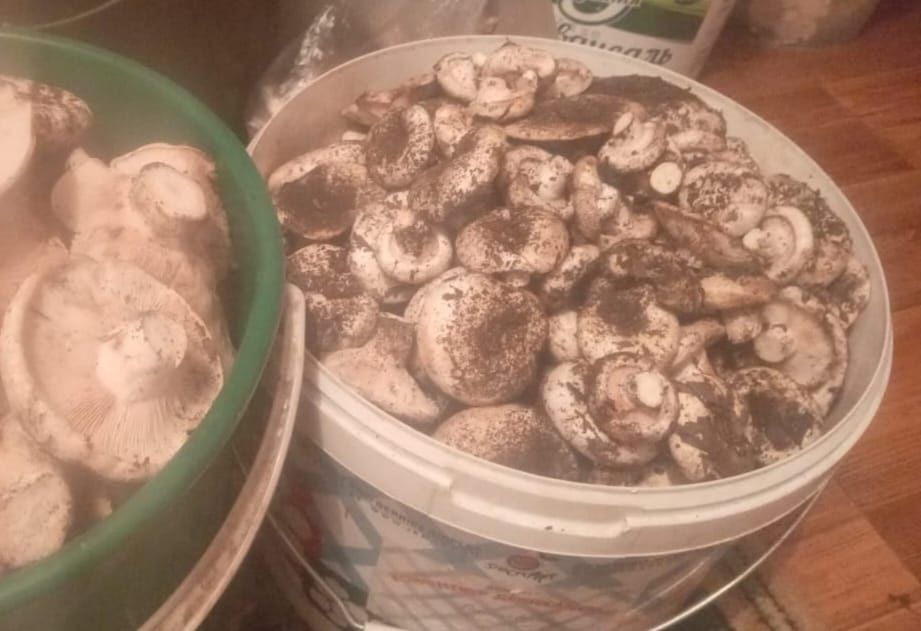 Продам грибы грузди свежие