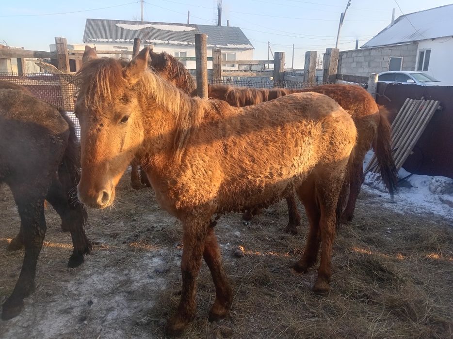 Лошади тай жеребят