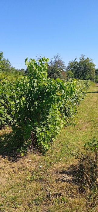 Продава се Парцел в Добрич, м-т Газибаба - 600 кв.м за 7 €/кв.м - Снимка #4