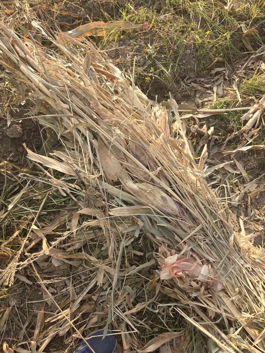 Жугеры пая жугеры бау