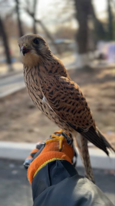 Pustelka lochin turi