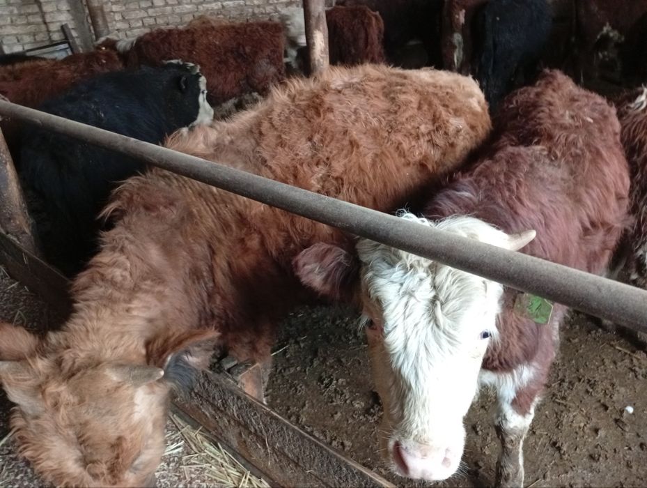 Greyfrut, Mikki Maus smental mollari