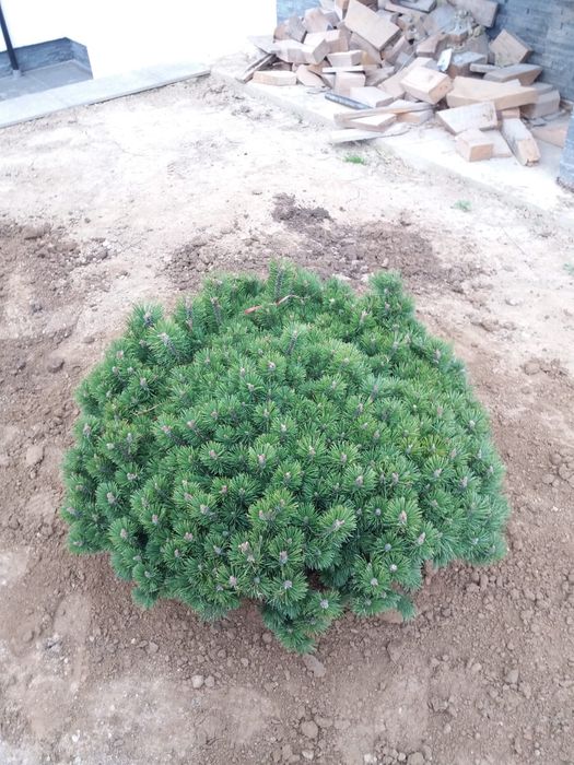 Vindem din pepiniera noastră plante ornamentale