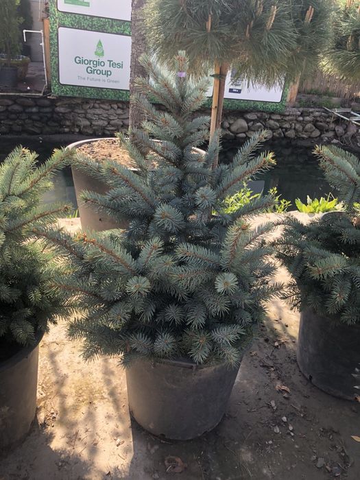 Yel Galuboyyel Gallubayyel Yel