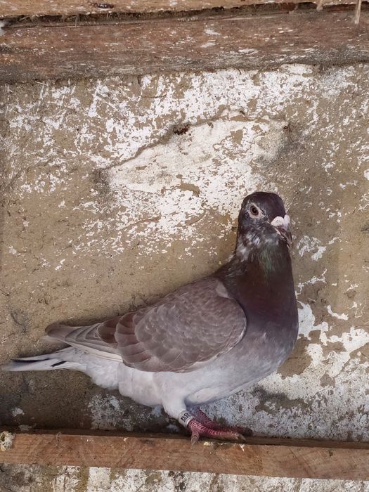 Vând sau schimb 15 porumbei voiajori